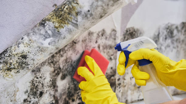 Mold Remediation for Vacation Homes in Buena Vista, VA